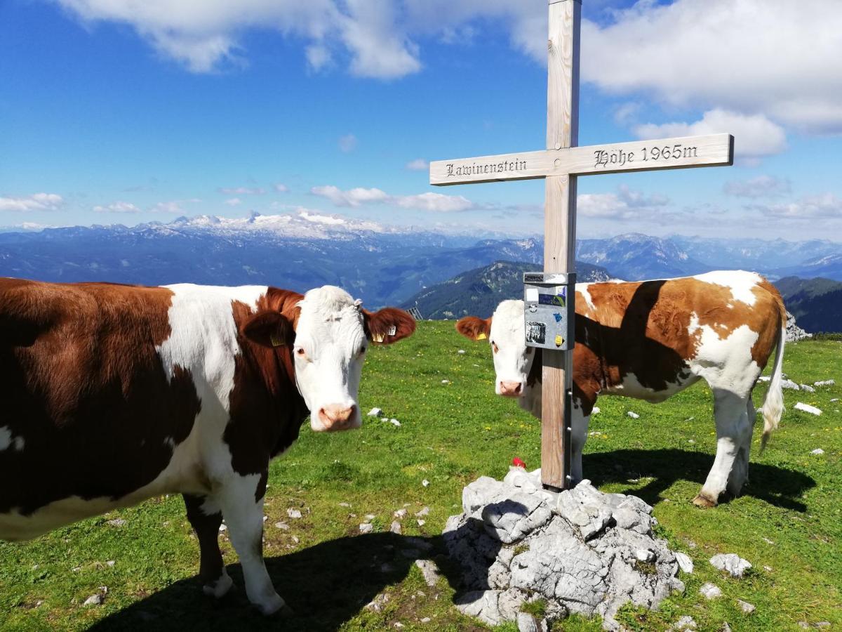 Ferienwohnung Fuchs Bad Mitterndorf Exteriör bild